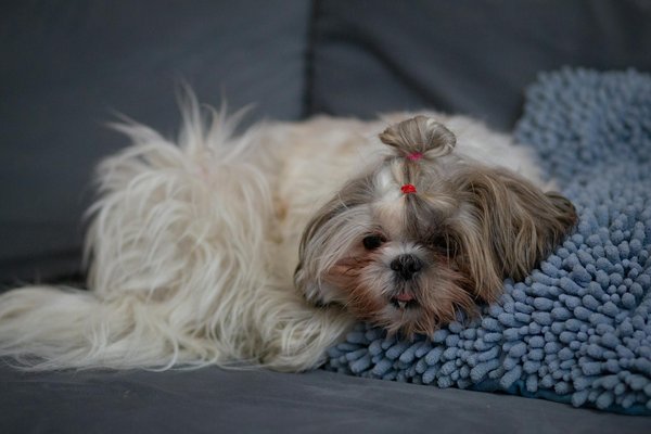 Wat zijn de ethische overwegingen bij het houden van huisdieren?